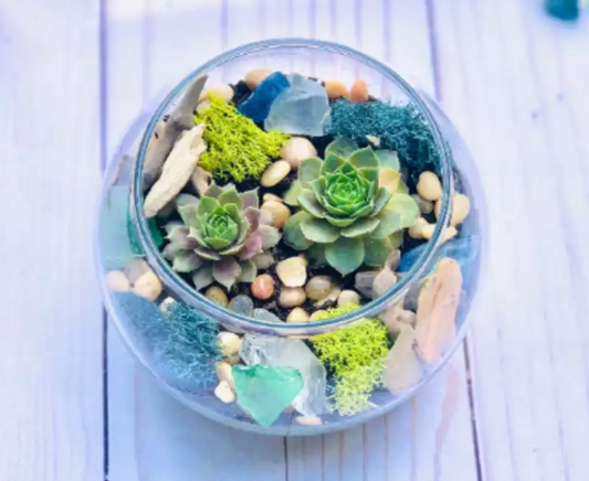 A Mini Terrarium July 16