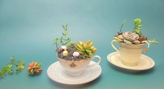 Teacup Succulant - July 24